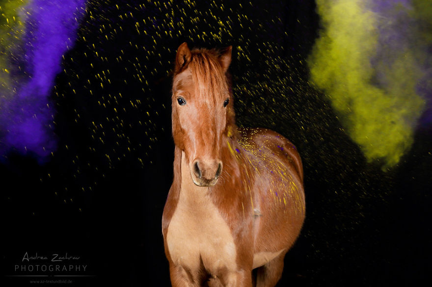 The Most Colourful Photo Shoot With Horses