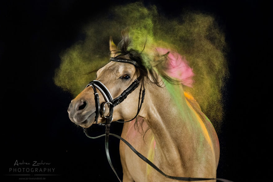 The Most Colourful Photo Shoot With Horses