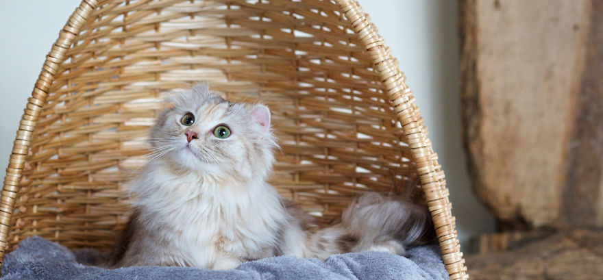 This Cat Breed Has The Most Adorable Cat Ears Ever: American Curl’s Breed Photoshoot
