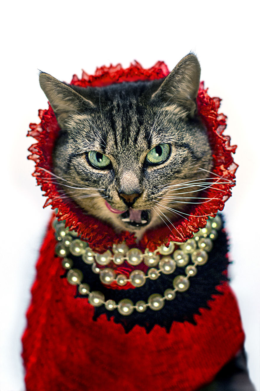 I Turned My Cat Into A Fashion Diva After She Was Diagnosed With Feline Leukaemia