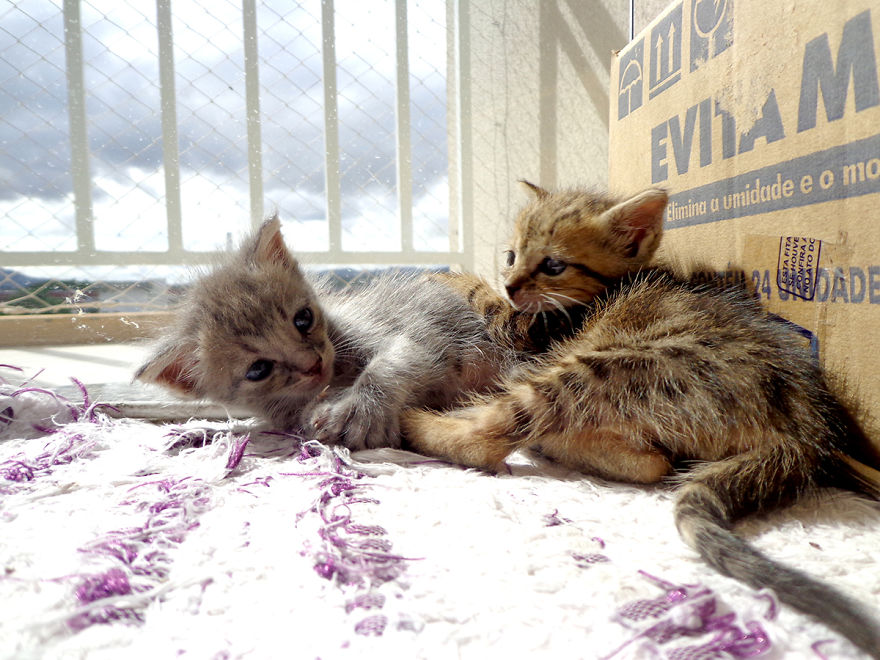 We Rescued 3 Abandoned Kittens And It Changed Our Lives