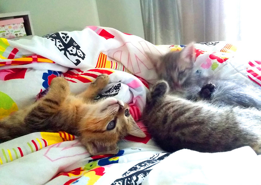 We Rescued 3 Abandoned Kittens And It Changed Our Lives