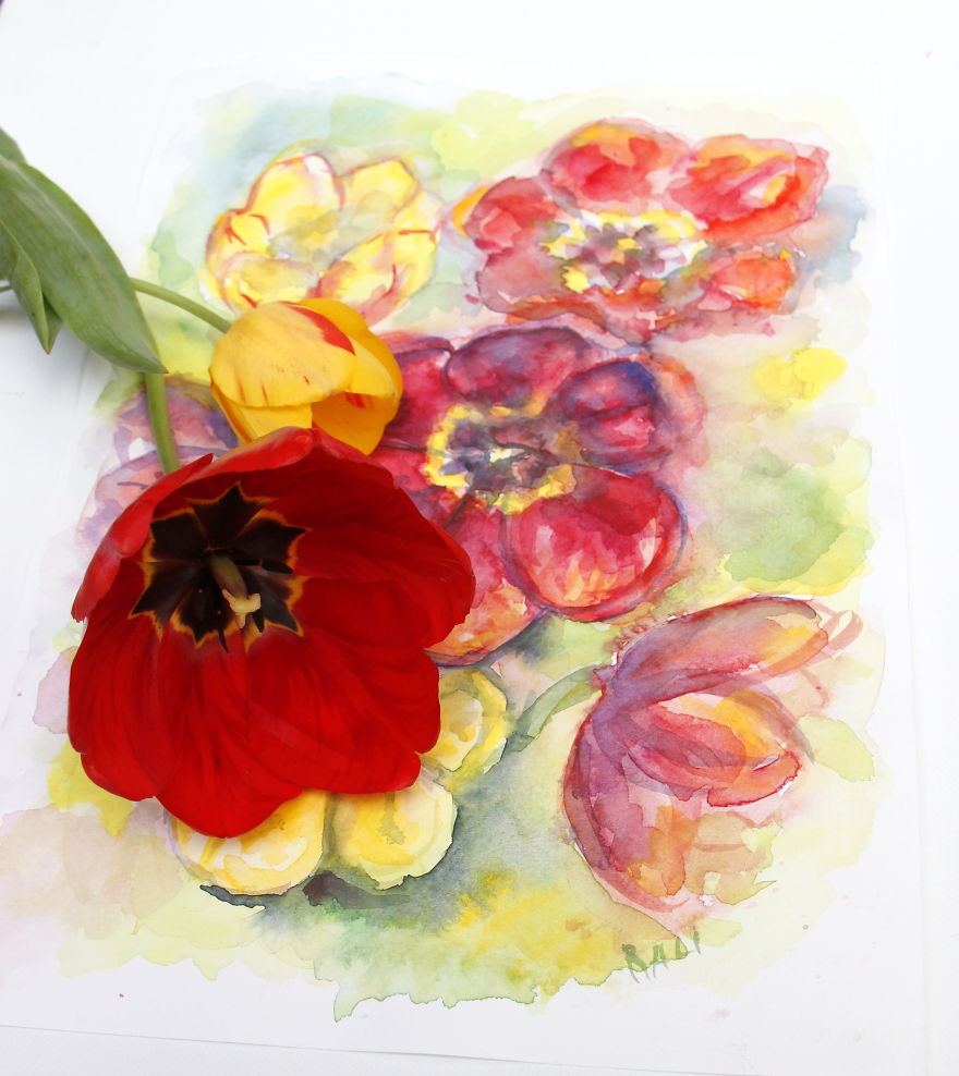 Watercolor Of Tulip