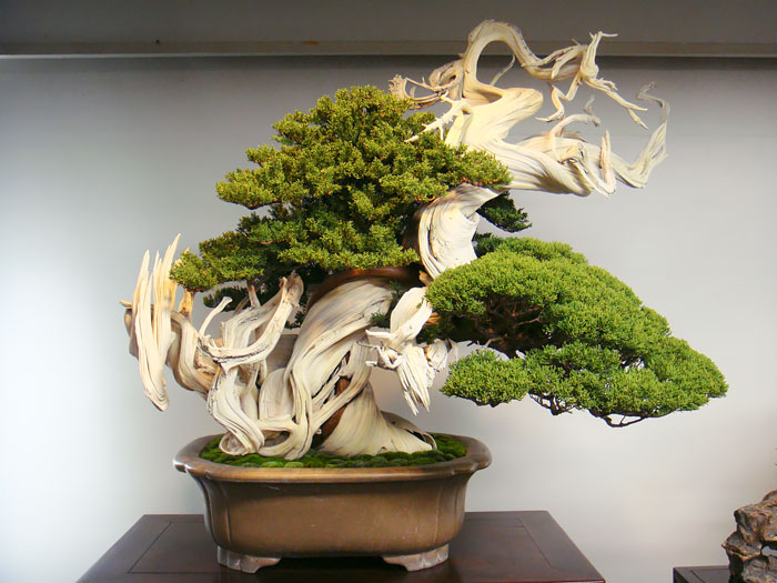 This Bonsai Tree Is Over 800 Year Old