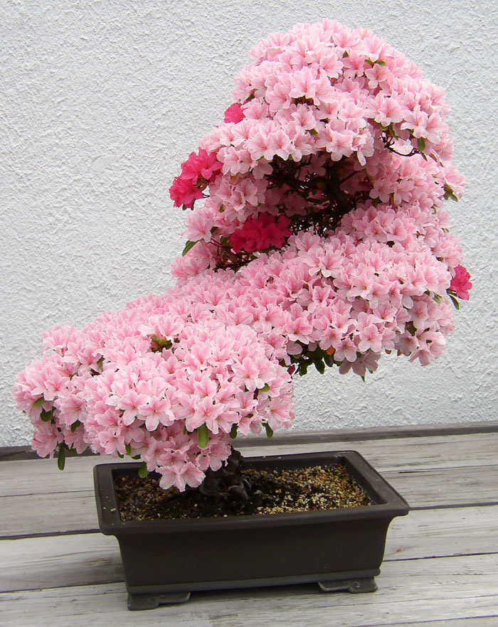 40 Of The Most Beautiful Bonsai Trees Ever