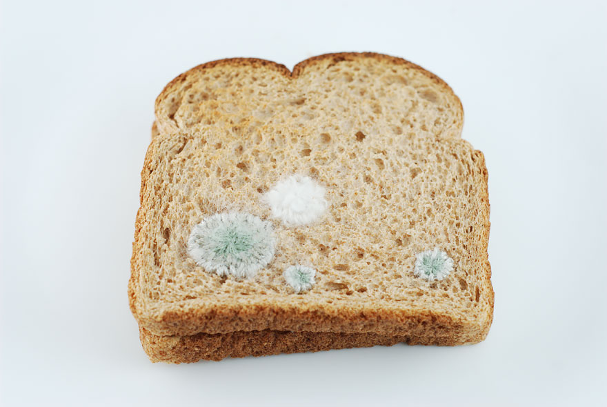 Toast Embroidery By Judith G. Klausner