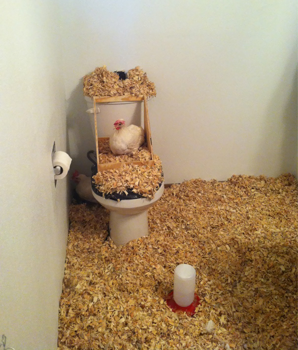For April Fools I Decided To Turn My Roommates Bathroom Into A Chicken Coop. We Live In An Apartment