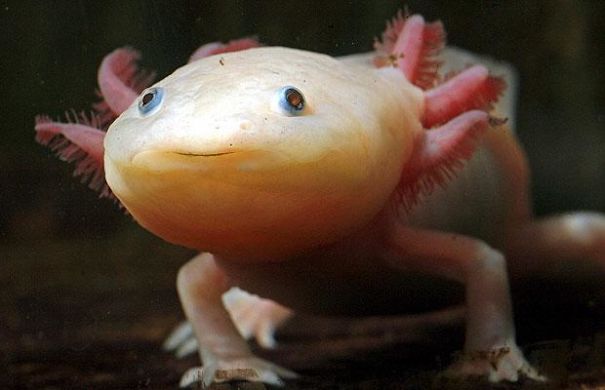 10+ Weird Animals That Are Real