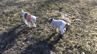 3 Newborn Goats Get Tiny Hand-Knit Sweaters To Stay Warm