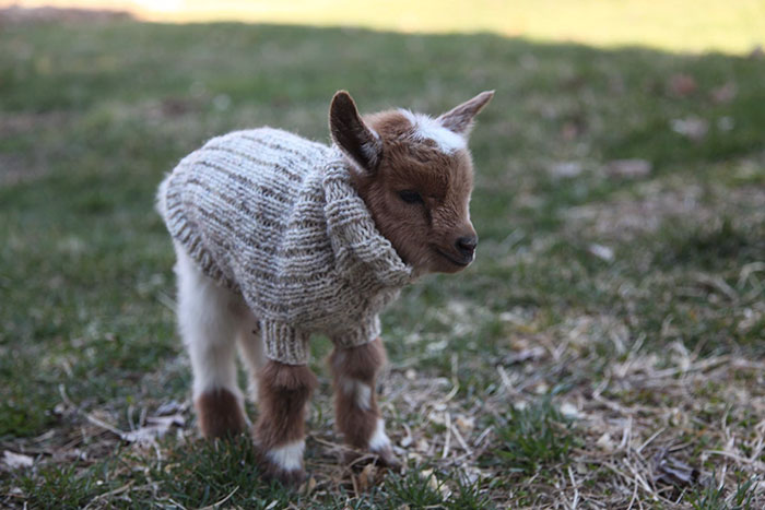 baby-goats-knit-sweaters-sunflower-farm-11