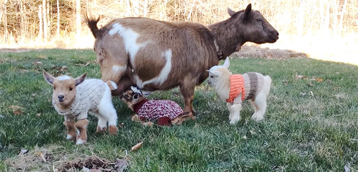 baby-goats-knit-sweaters-sunflower-farm-12