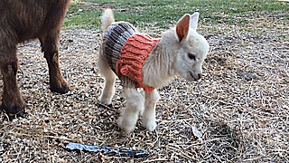 baby-goats-knit-sweaters-sunflower-farm-3