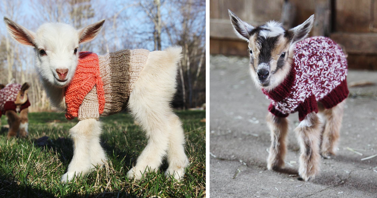 3 Newborn Goats Get Tiny Hand-Knit Sweaters To Stay Warm | Bored Panda