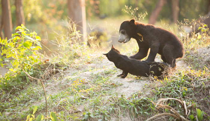 bear-cat-friends-unusual-animal-friendships-ka-wao-george-2