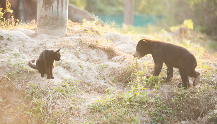 bear-cat-friends-unusual-animal-friendships-ka-wao-george-4