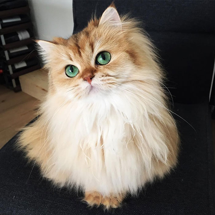 Meet Smoothie, The World's Most Photogenic Cat