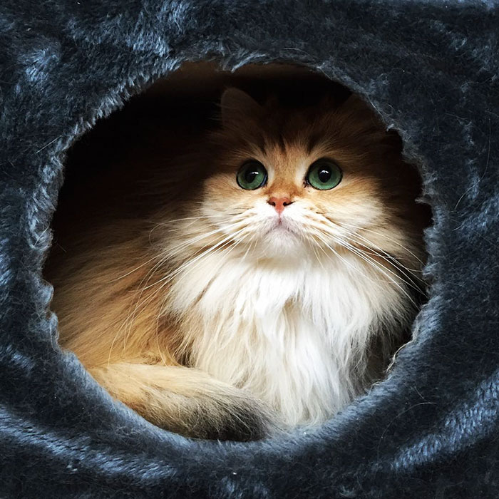 Meet Smoothie, The World's Most Photogenic Cat