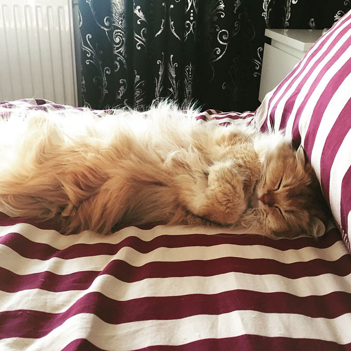 beautiful-fluffy-cat-british-longhair-14
