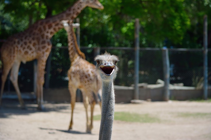 Best Photobomb Ever