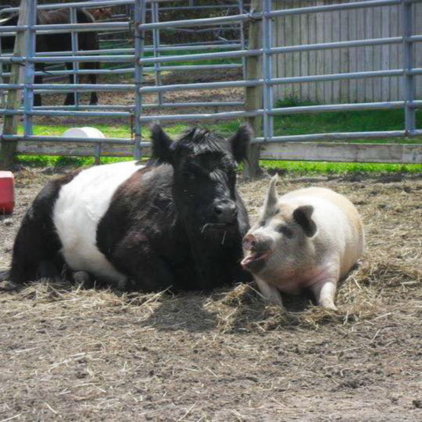 blind-cow-pig-friends-unusual-animal-friendships-baby-lulu-8