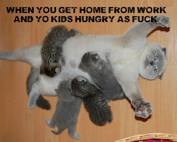 breastfeeding-cat-mother-kittens-overwhelmed-1-570d4799c6482.jpg