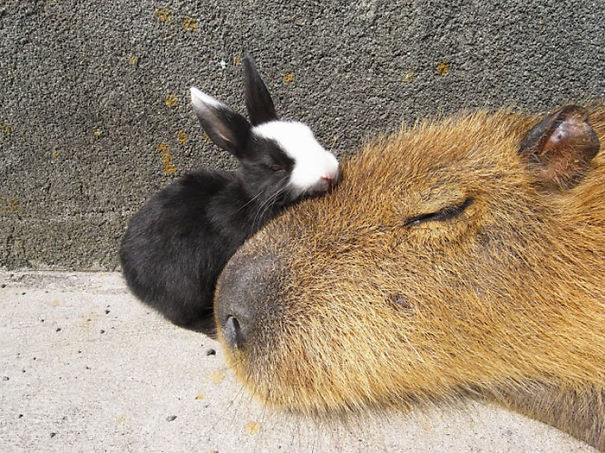 Why Do Animals Like Capybaras So Much? (38 Pics) | Bored Panda