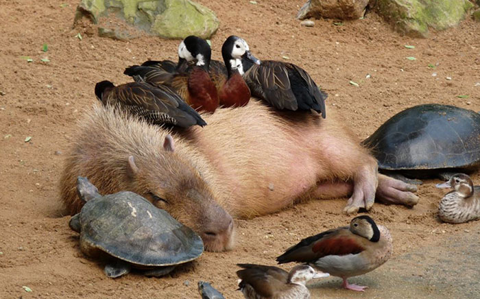 Why Do Animals Like Capybaras So Much? (38 Pics)