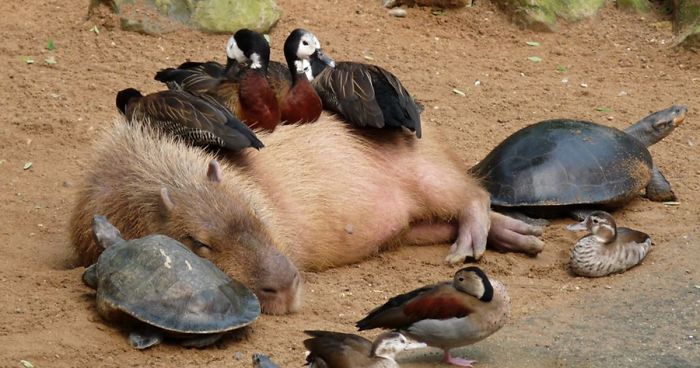 capybara-unusual-animal-friendship-fb__7