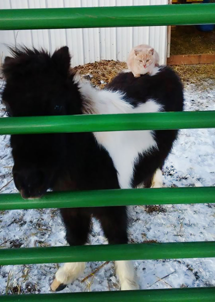cat-rides-farm-animals-teton-snowfall-ranch-4