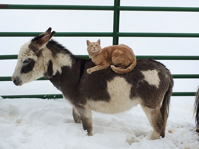 cat-rides-farm-animals-teton-snowfall-ranch-6