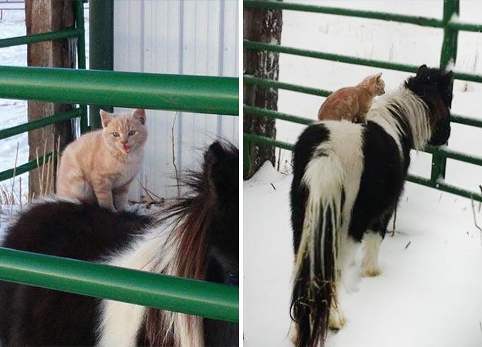 cat-rides-farm-animals-teton-snowfall-ranch-9