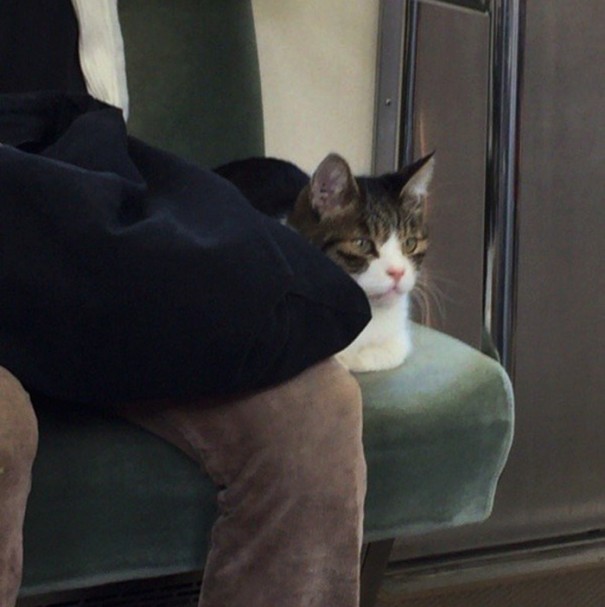 Cat Spotted Regularly Taking Subway In Tokyo All By Himself