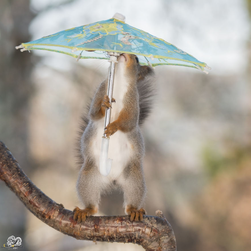 I Take Pictures Of Wild Red Squirrels Using Tiny Umbrellas