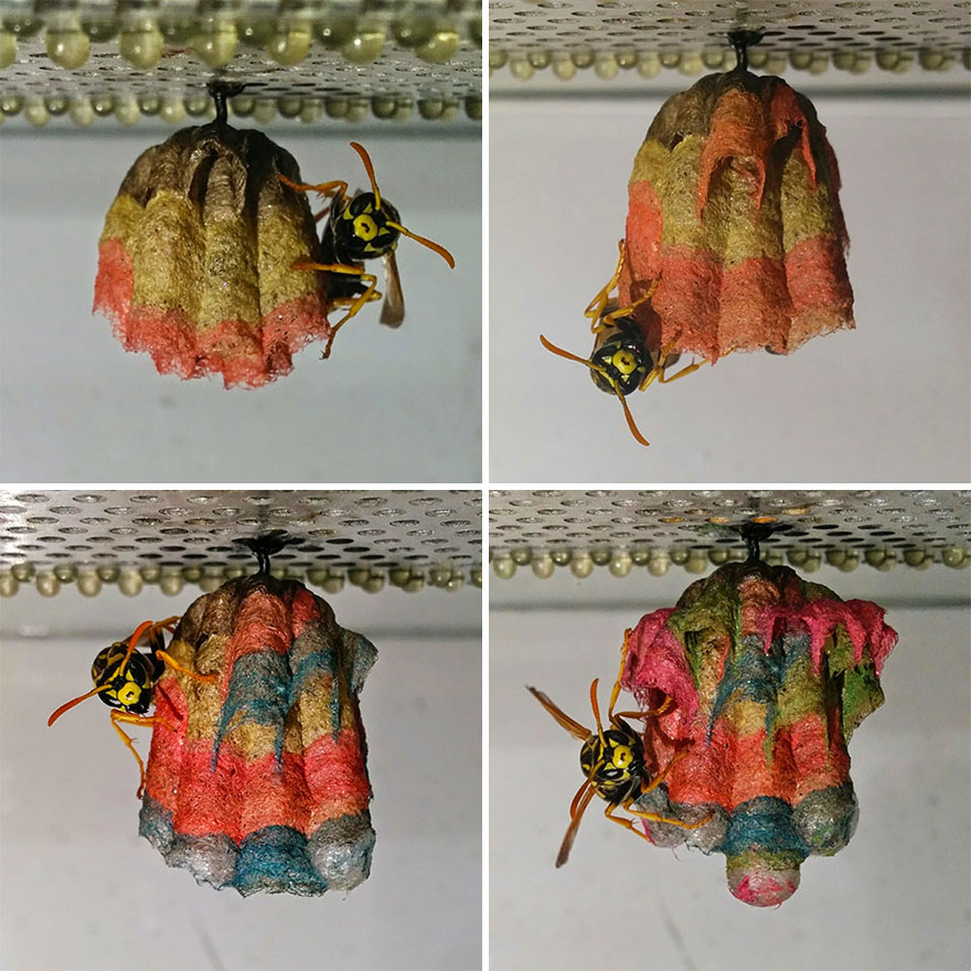 colorful-paper-wasp-nests-rainbow-mattia-mechetti-10