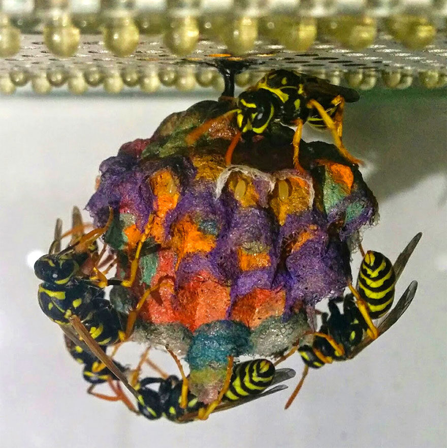 When Wasps Are Given Colored Paper, They Build Rainbow Nests