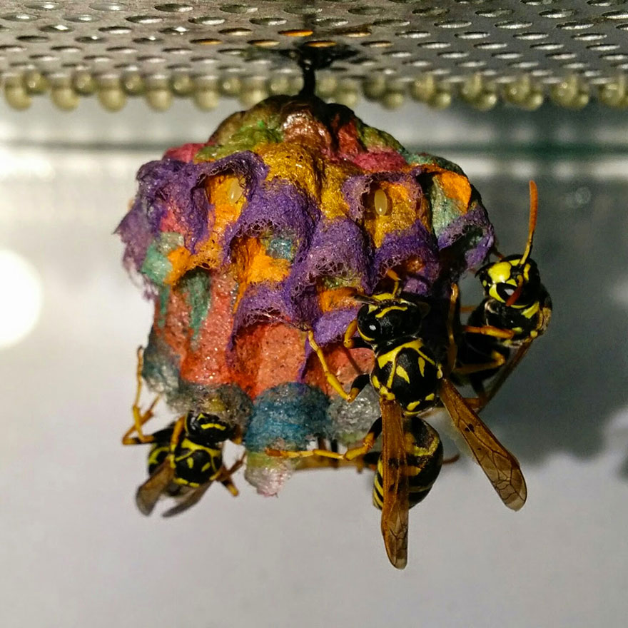 colorful-paper-wasp-nests-rainbow-mattia-mechetti-4