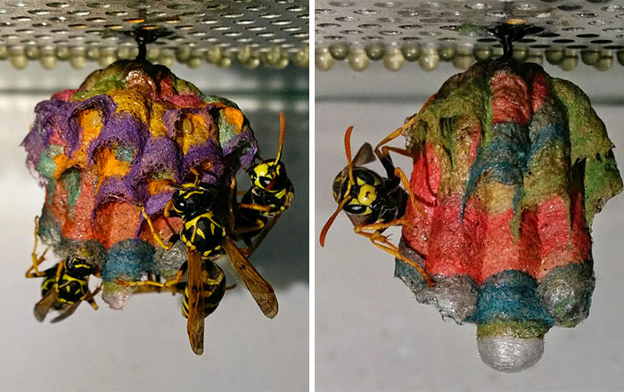 When Wasps Are Given Colored Paper, They Build Rainbow Nests