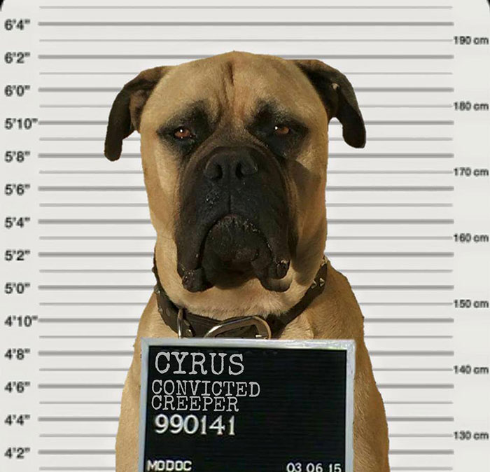 creepy-dog-stalks-owner-cyrus-bullmastiff-lauren-birney-12