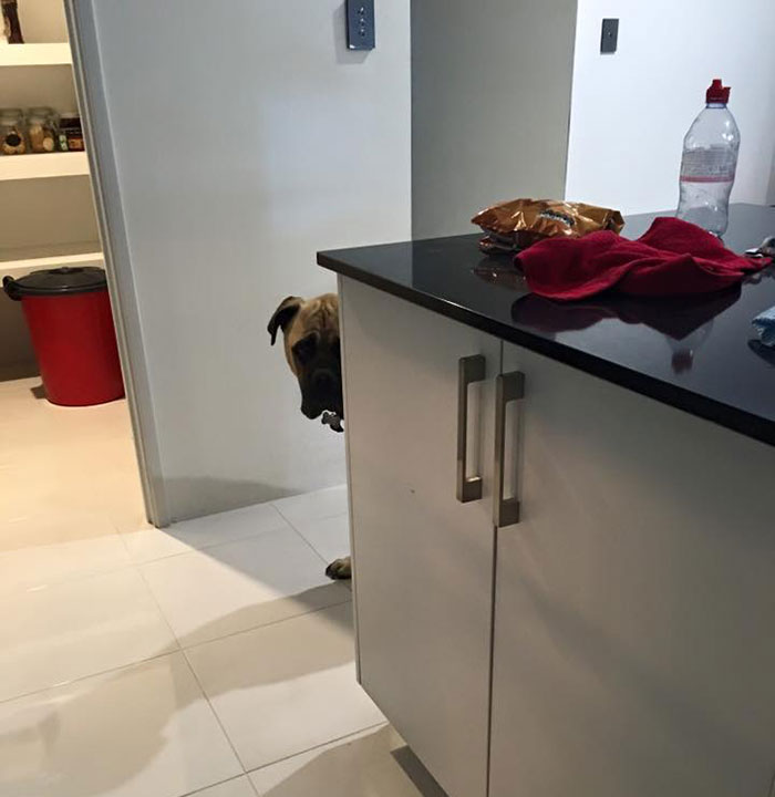 Overly-Attached Dog Stalks His Owner ALL THE TIME