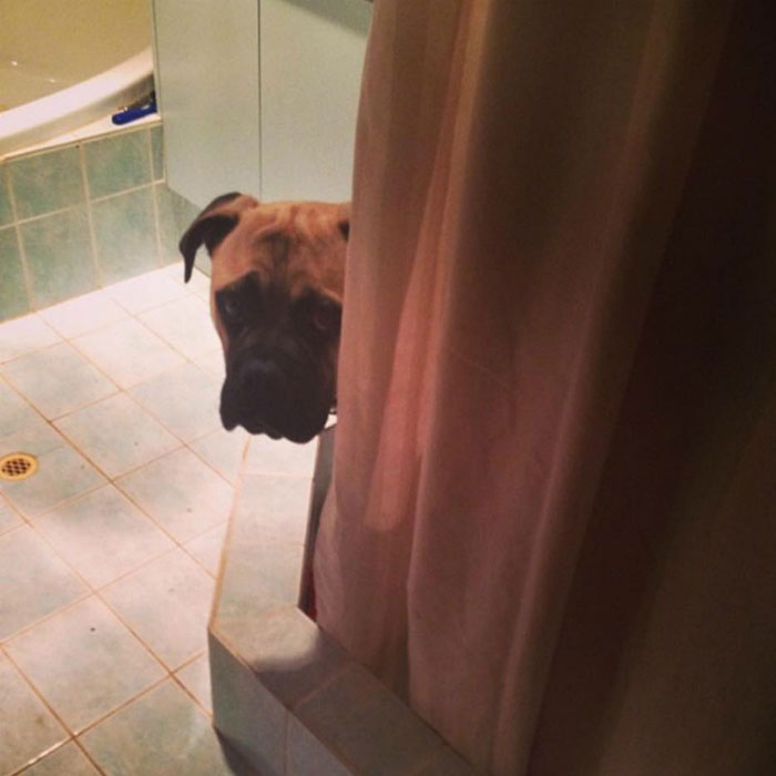 Overly-Attached Dog Stalks His Owner ALL THE TIME