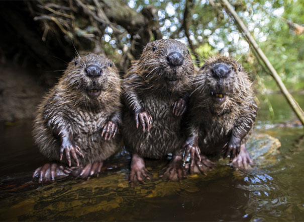Three Beavers Chilling By The Water
