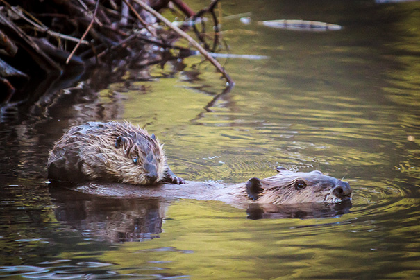 Mother And Baby Beavers