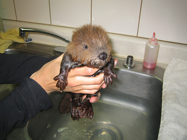 Baby Beaver Bathing