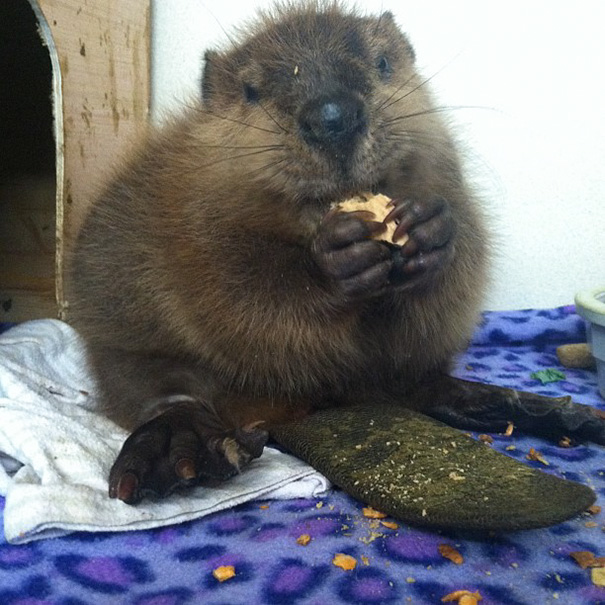 Baby Beaver Eating Wood