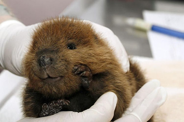 Baby Beaver Looking Snuggle-Able