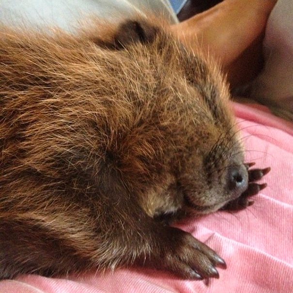 My Uncle Rescued This Baby Beaver