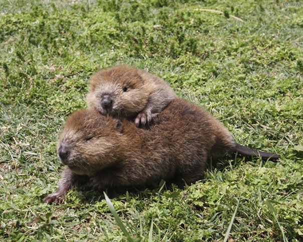 Baby Beaver Buddies