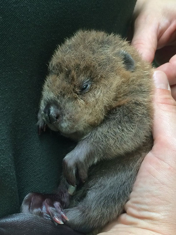 Meet Shiloh, The Newborn Baby Beaver At Zoomontana