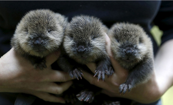 Meet 3 Adorable Baby Beavers
