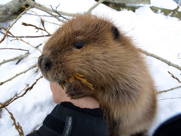 Cute Baby Beaver